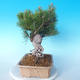 Pinus thunbergii - Borovica thunbergova - 4/5