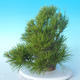 Pinus thunbergii - Borovica thunbergova - 4/5