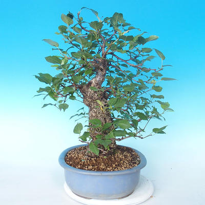 Vonkajšie bonsai - Japonská hruška Nash - Pyrus pyrifolia - 4