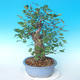 Vonkajšie bonsai - Japonská hruška Nash - Pyrus pyrifolia - 4/6