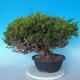 Vonkajšie bonsai - Juniperus chinensis Itoigawa - Jalovec čínsky - 4/6