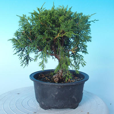Vonkajšie bonsai - Juniperus chinensis Itoigawa - Jalovec čínsky - 4