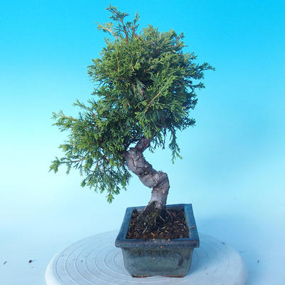 Vonkajšie bonsai - Juniperus chinensis Itoigawa - Jalovec čínsky - 4