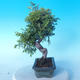 Vonkajšie bonsai - Juniperus chinensis Itoigawa - Jalovec čínsky - 4/6