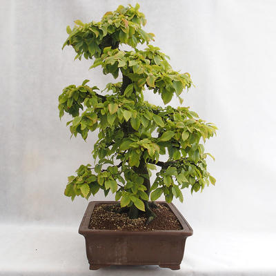 Vonkajšie bonsai - Hrab obyčajný - Carpinus betulus VB2019-26689 - 4