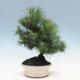 Izbová bonsai-Pinus halepensis-Borovica alepská - 4/4