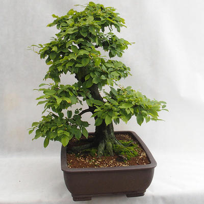 Vonkajšie bonsai - Hrab obyčajný - Carpinus betulus VB2019-26690 - 4