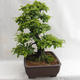 Vonkajšie bonsai - Hrab obyčajný - Carpinus betulus VB2019-26690 - 4/5