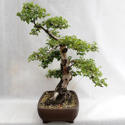 Vonkajšie bonsai - Betula verrucosa - Breza previsnutá VB2019-26695 - 4