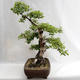 Vonkajšie bonsai - Betula verrucosa - Breza previsnutá VB2019-26695 - 4/5