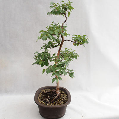 Vonkajšie bonsai - Betula verrucosa - Breza previsnutá VB2019-26696 - 4