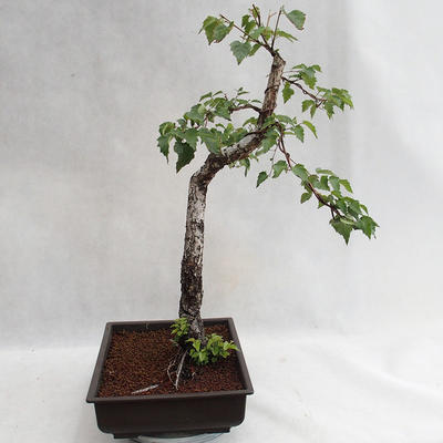 Vonkajšie bonsai - Betula verrucosa - Breza previsnutá VB2019-26697 - 4