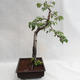 Vonkajšie bonsai - Betula verrucosa - Breza previsnutá VB2019-26697 - 4/5