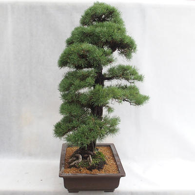 Vonkajšie bonsai - Pinus sylvestris - Borovica lesná VB2019-26699 - 4