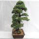 Vonkajšie bonsai - Pinus sylvestris - Borovica lesná VB2019-26699 - 4/6