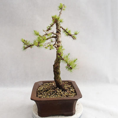 Vonkajší bonsai -Larix decidua - Smrekovec opadavý VB2019-26702 - 4