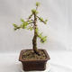 Vonkajší bonsai -Larix decidua - Smrekovec opadavý VB2019-26702 - 4/4