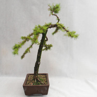 Vonkajší bonsai -Larix decidua - Smrekovec opadavý VB2019-26704 - 4