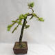 Vonkajší bonsai -Larix decidua - Smrekovec opadavý VB2019-26704 - 4/5