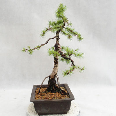 Vonkajší bonsai -Larix decidua - Smrekovec opadavý VB2019-26707 - 4