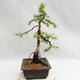 Vonkajší bonsai -Larix decidua - Smrekovec opadavý VB2019-26707 - 4/5