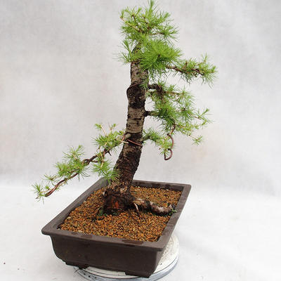 Vonkajší bonsai -Larix decidua - Smrekovec opadavý VB2019-26708 - 4