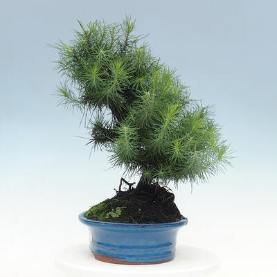 Izbová bonsai-Pinus halepensis-Borovica alepská - 4