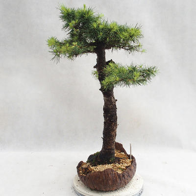 Vonkajší bonsai -Larix decidua - Smrekovec opadavý VB2019-26710 - 4