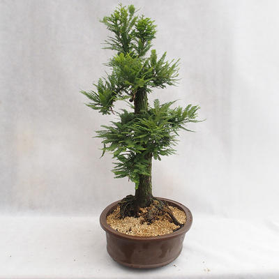 Vonkajšie bonsai - Metasequoia glyptostroboides - Metasekvoja Čínska malolistá VB2019-26711 - 4