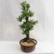 Vonkajšie bonsai - Metasequoia glyptostroboides - Metasekvoja Čínska malolistá VB2019-26711 - 4/6