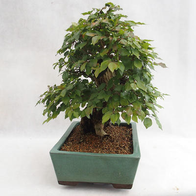 Vonkajšie bonsai - Hrab kórejsky - Carpinus carpinoides VB2019-26715 - 4