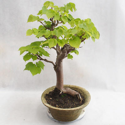 Vonkajšie bonsai - Lipa malolistá - Tilia cordata 404-VB2019-26717 - 4