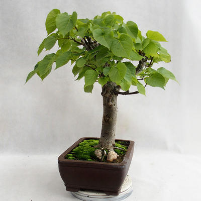 Vonkajšie bonsai - Lipa malolistá - Tilia cordata 404-VB2019-26718 - 4
