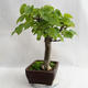 Vonkajšie bonsai - Lipa malolistá - Tilia cordata 404-VB2019-26718 - 4/5