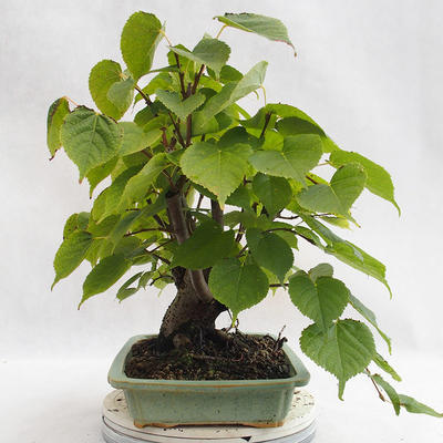 Vonkajšie bonsai - Lipa malolistá - Tilia cordata 404-VB2019-26719 - 4