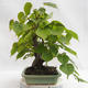 Vonkajšie bonsai - Lipa malolistá - Tilia cordata 404-VB2019-26719 - 4/5