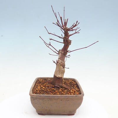 Vonkajšie bonsai - Javor palmatum DESHOJO - Javor dlaňolistý - 4