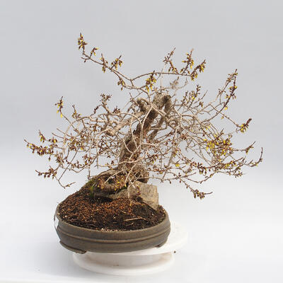 Vonkajší bonsai - Zlatice - Forsythia intermedia maluch - 4