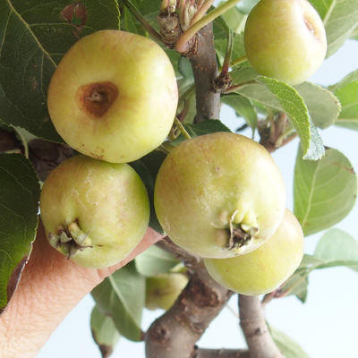 Vonkajšie bonsai - Malus halliana - Maloplodé jabloň 408-VB2019-26760 - 4