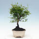 Izbová bonsai-Punic granatum nana-Granátové jablko - 4/6