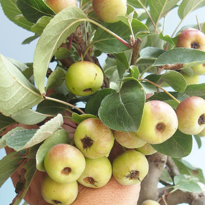 Vonkajšie bonsai - Malus halliana - Maloplodé jabloň 408-VB2019-26766 - 4