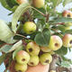 Vonkajšie bonsai - Malus halliana - Maloplodé jabloň 408-VB2019-26766 - 4/4
