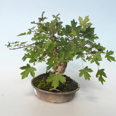 Vonkajšia bonsai-Acer campestre-Javor poľný 408-VB2019-26807 - 4