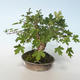 Vonkajšia bonsai-Acer campestre-Javor poľný 408-VB2019-26807 - 4/5