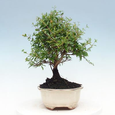 Izbová bonsai-Punic granatum nana-Granátové jablko - 4