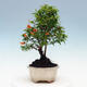 Izbová bonsai-Punic granatum nana-Granátové jablko - 4/6