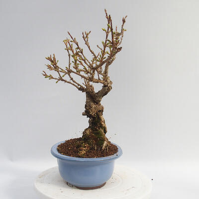Vonkajší bonsai - Zlatice - Forsythia intermedia Week End - 4