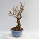 Vonkajší bonsai - Zlatice - Forsythia intermedia Week End - 4/5