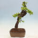Vonkajší bonsai -Larix decidua - Smrekovec opadavý - 4/7