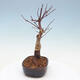 Vonkajšie bonsai - Javor palmatum DESHOJO - Javor dlaňolistý - 4/6